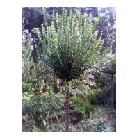 供應(yīng)：40公分大葉女貞2棵，8-15絲綿木，1米-2米高接衛(wèi)矛