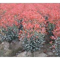 供應(yīng)紅葉石楠，彩葉先鋒