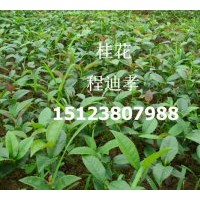 低價(jià)供應(yīng)500萬(wàn)桂花苗（金桂）