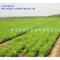 供應(yīng)刺槐苗