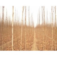 供應(yīng)法桐苗