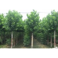 供應(yīng)造型法桐