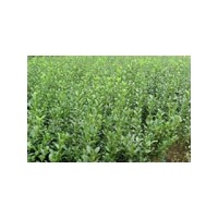 大葉黃楊 質(zhì)量好，數(shù)量大