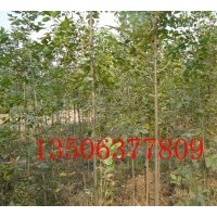 供應白蠟 速生白蠟