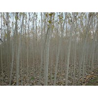 小美楊供應(yīng)