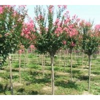 供應(yīng)香樟 欒樹 烏桕 桂花 紫薇 重陽(yáng)木各種規(guī)格