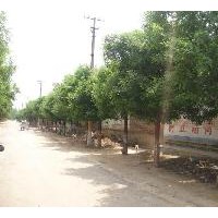 供應(yīng)山東國(guó)槐 法桐 合歡 千頭椿 碧桃 紅葉李等