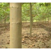 最新速生法桐小苗大量供應(yīng) 規(guī)格0.5----25公分速生法桐樹