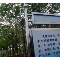 供應(yīng)馬褂木烏桕3公分4公分5公分6公分7公分8公分10公分價(jià)格