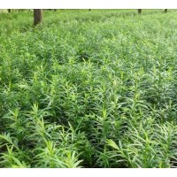 紅豆杉苗供應(yīng)