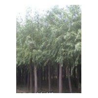 供應(yīng)速生柳、河北速生柳，竹柳、旱柳