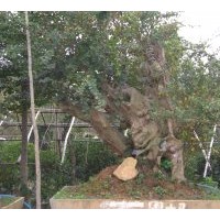 供應(yīng)紫薇 大葉女貞 大葉黃楊、小葉黃楊、金邊黃楊、紅葉小波