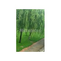 供應(yīng)國(guó)槐 法桐 垂柳 大葉女貞、紫葉李、馬褂木等
