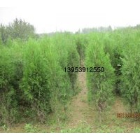 供應(yīng)1—2米帶土球側(cè)柏苗