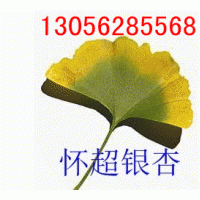 供應(yīng)銀杏樹(shù)信息