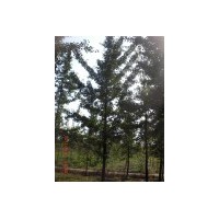 鑫源銀杏直銷基地