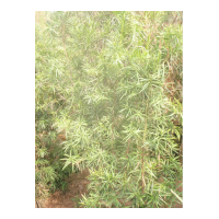 低價(jià)出售2——4公分羅漢松