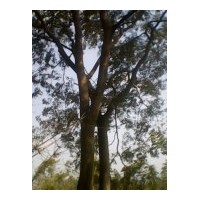 樸樹沙塘樹(雙頭38+26)