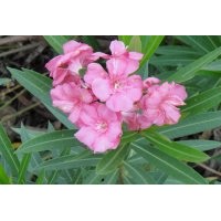 供應(yīng)綠化苗木灌木紅花夾竹桃