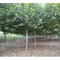 法桐、造型法桐、速生法桐