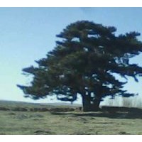 供應(yīng)各種規(guī)格的油松