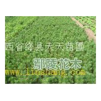 供應(yīng)30-60公分油松苗