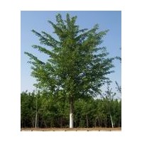 江蘇銀杏樹(shù)價(jià)格，邳州易誠(chéng)銀杏苗木基地