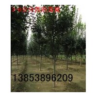 紅葉碧桃【紅葉碧桃苗】【3-10公分紅葉碧桃】