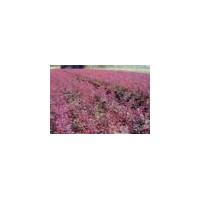 供應(yīng)紅葉小檗