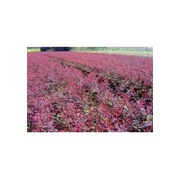 灑金柏、紅葉小檗、百日紅，紅葉李,龍柏