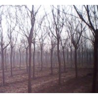 河北欒樹欒樹價格北欒價格欒樹苗