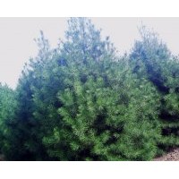 白皮松/油松/華山松/黑松/側柏/紫穗槐