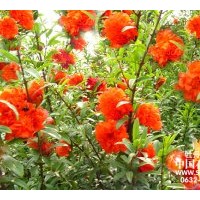 白蠟法桐女貞國(guó)槐花石榴垂柳海棠饅頭柳紫荊紫薇桃樹