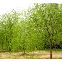 喬木基地直銷垂柳.櫻花.紫薇.紅葉李.銀杏.欒樹