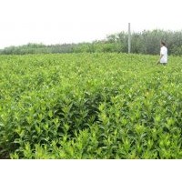 拋售紅王子錦帶100萬.水蠟100萬.火棘100萬.