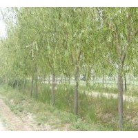 大喬木基地供垂柳.竹子.櫻花.銀杏.欒樹.合歡