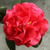 大量銷售美國(guó)貝拉、紫貝拉、四季紅山茶、六角大紅、紅露珍