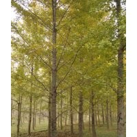 樹緣銀杏苗木低價(jià)供應(yīng)各類規(guī)格銀杏樹