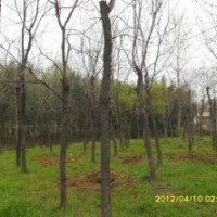 供應(yīng);各規(guī)格,木瓜樹,欒樹,五角楓,紫薇,以及各類綠化苗圃