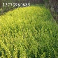 供應(yīng)金葉女貞，紅葉小檗，紅瑞木，