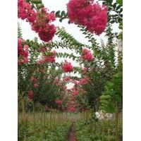 烏桕價格,紫薇價格,楓楊價格,木槿價格,臭椿價格表