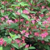 大量出售藍(lán)葉忍冬