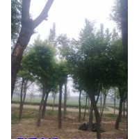 了解最新國(guó)槐價(jià)格/成活率高/山東苗圃基地