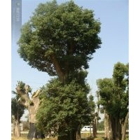 出售香樟，香泡，桂花，楊梅，山茶等