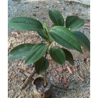 供應(yīng)綠化小苗:紫檀苗，黃花梨苗，紅豆杉苗,綠化種苗