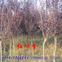 甩賣！紅葉李、地經(jīng)3-5公分量大