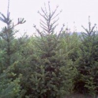 云杉