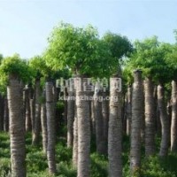 湖南精品欒樹-益陽綠波園林