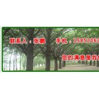 供應10-25公分銀杏樹