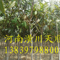 枇杷，枇杷樹